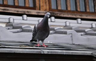 Pigeon on Roof